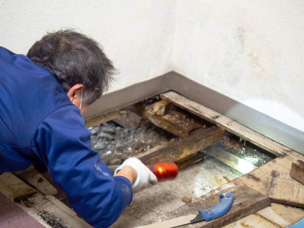 Best Attic Mold Removal  in Labelle, FL