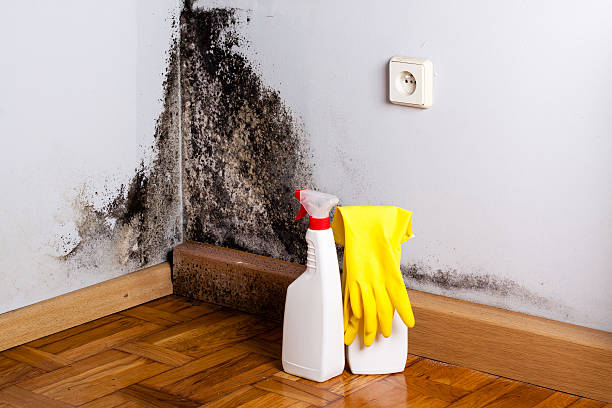 Best Crawl Space Mold Removal  in Labelle, FL